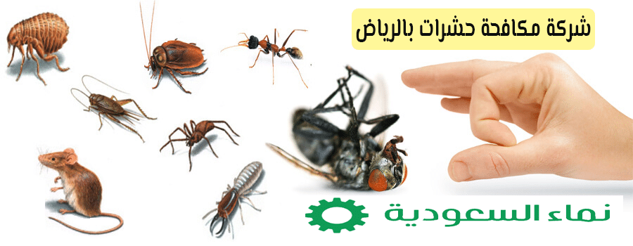 شركة مكافحة حشرات بالرياض 0506065042 خصم25%